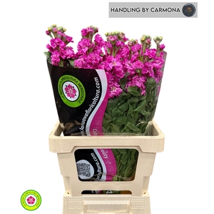 MATTH IRON DEEP PINK