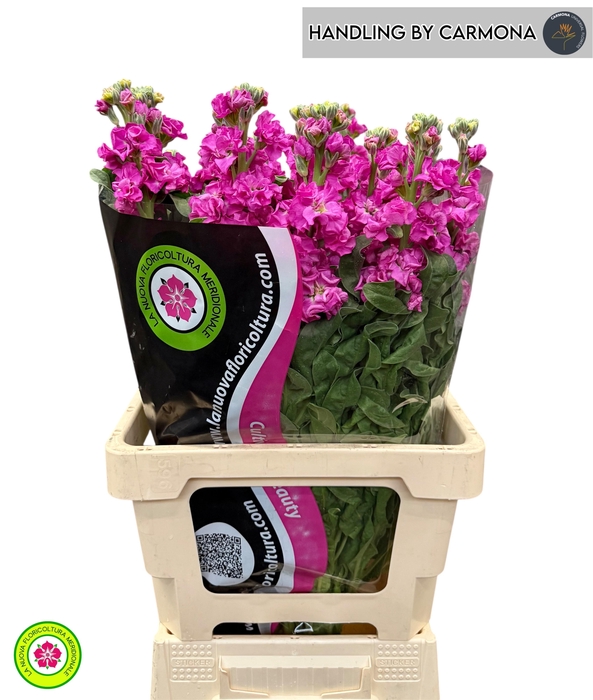 <h4>MATTH IRON DEEP PINK</h4>