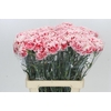 Dianthus St Hugo