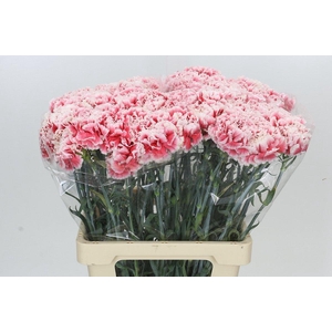 Dianthus St Hugo