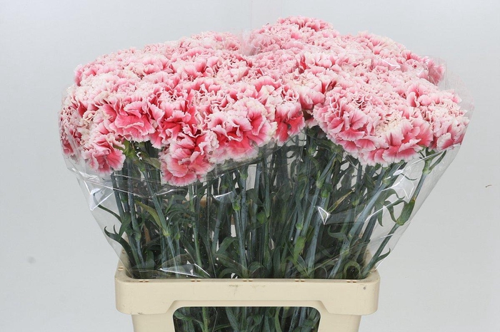 <h4>Dianthus St Hugo</h4>