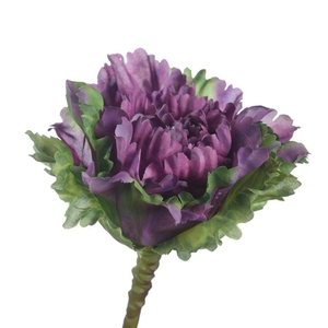 AF Brassica L35cm Purple