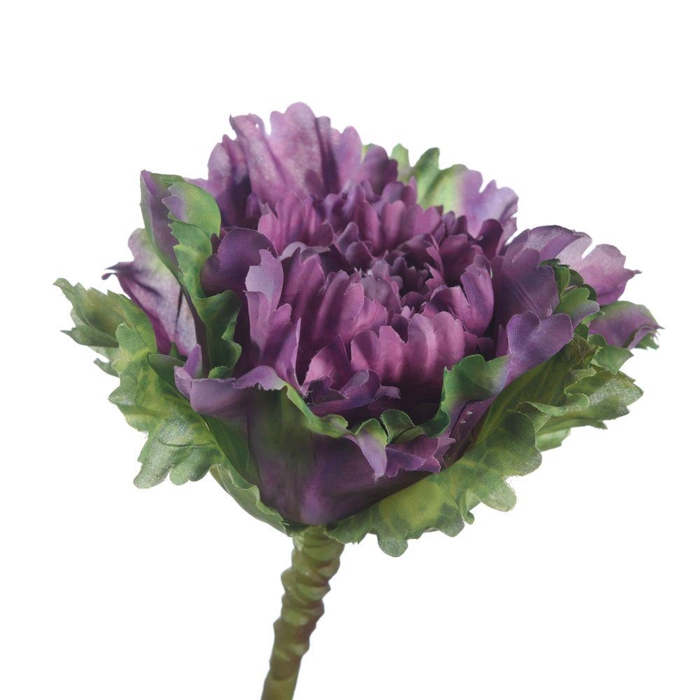 <h4>AF Brassica L35cm Purple</h4>