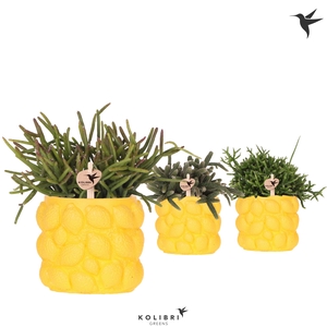 Rhipsalis Gemengd Keramiek Citrus Yellow