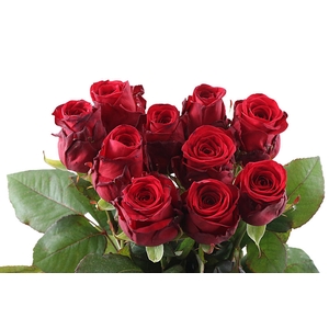 R Gr Red Naomi Unica A2