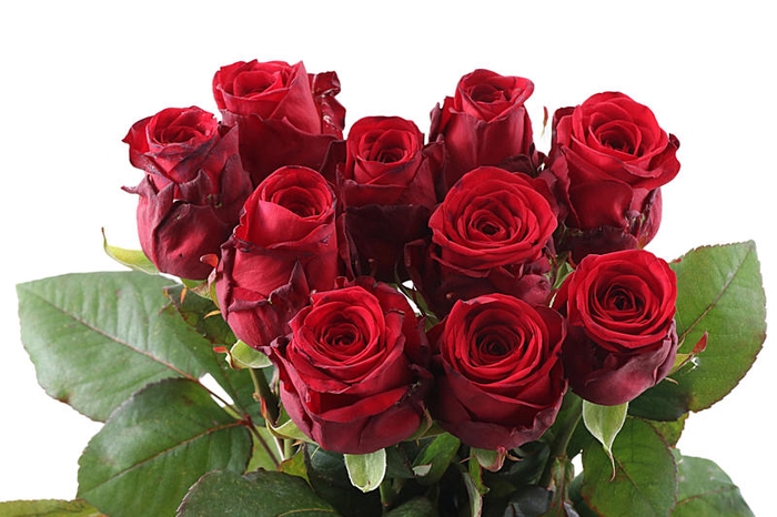<h4>R Gr Red Naomi Unica A2</h4>