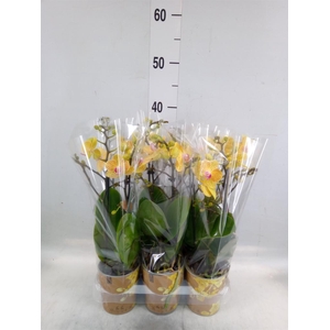 Phalaenopsis multi. 'Ant Lima'