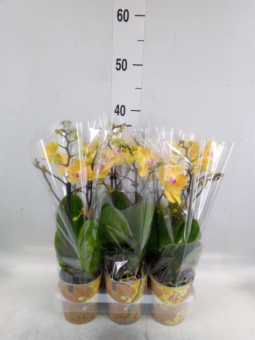 <h4>Phalaenopsis multi. 'Ant Lima'</h4>