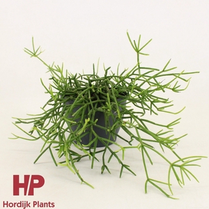 Rhipsalis heteroclada 12cm