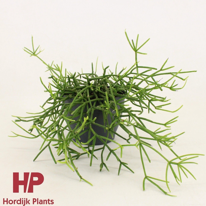 <h4>Rhipsalis heteroclada 12cm</h4>
