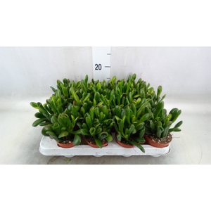 Crassula ovata 'Horn Tree Red'