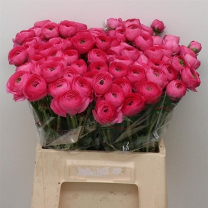 Ran Su Sr Laser Hot Pink 1a