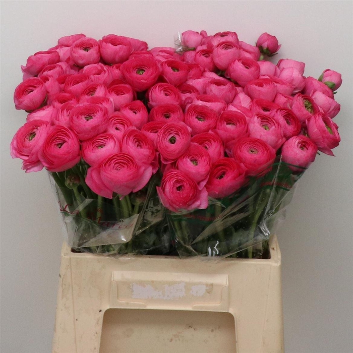 <h4>Ran Su Sr Laser Hot Pink 1a</h4>