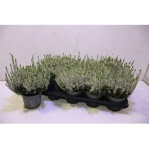 Callu Bl Verenka White