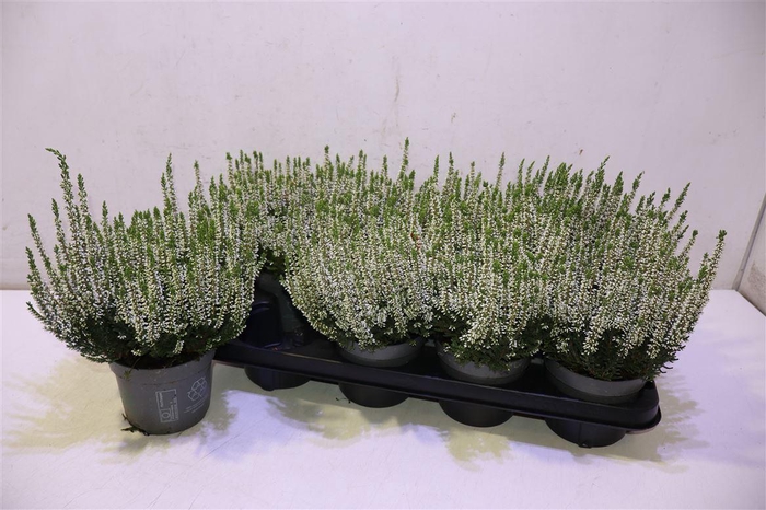 <h4>Callu Bl Verenka White</h4>