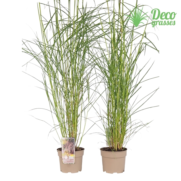 <h4>Miscanthus sinensis 'Ferner Osten'</h4>