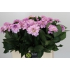 Dahlia Sweet Suprise