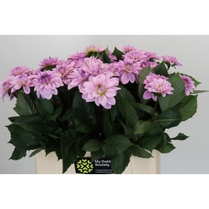 Dahlia Sweet Suprise