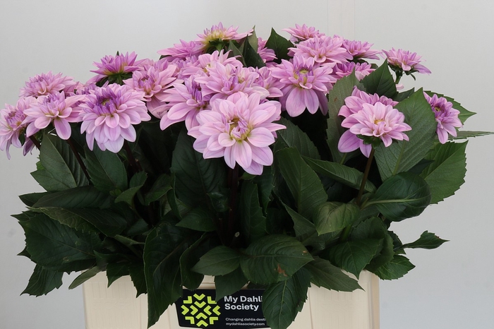 <h4>Dahlia Sweet Suprise</h4>