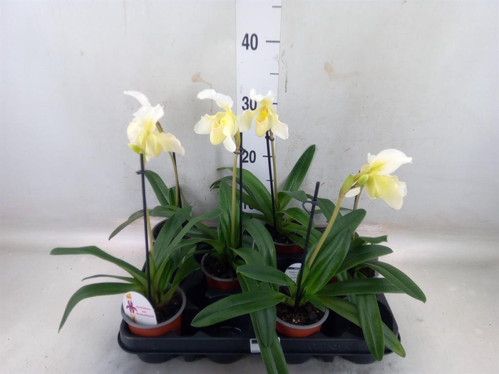 Paphiopedilum   ...