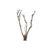 Syringa Branch Super Joseph