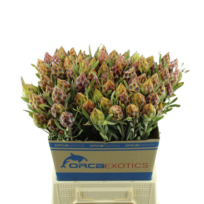 <h4>Leucadendron Rubrum Plumosum</h4>