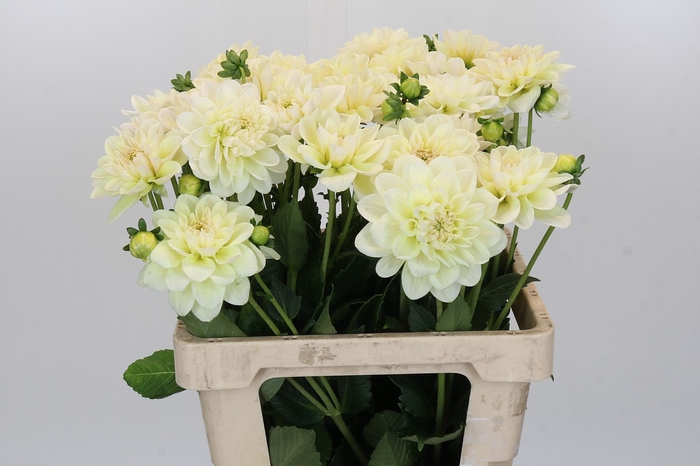<h4>Dahlia Champagne</h4>