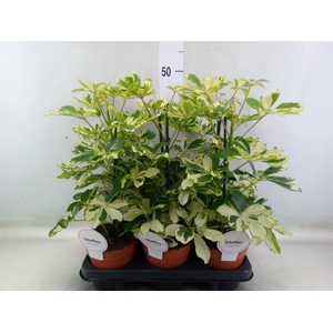Schefflera arbor. 'Charlotte'