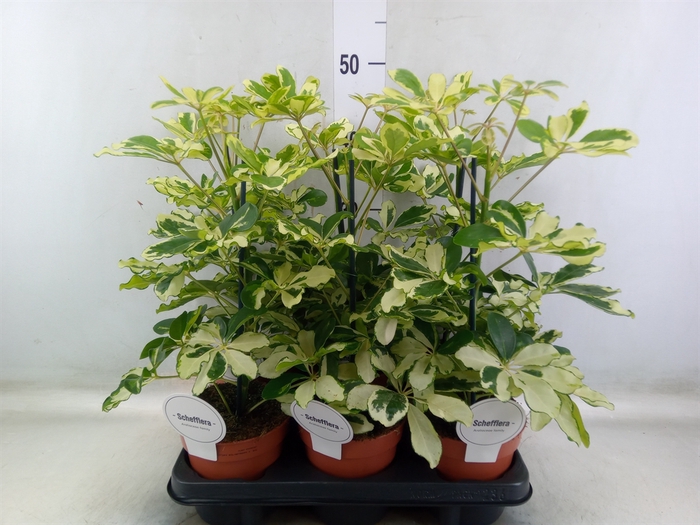<h4>Schefflera arbor. 'Charlotte'</h4>
