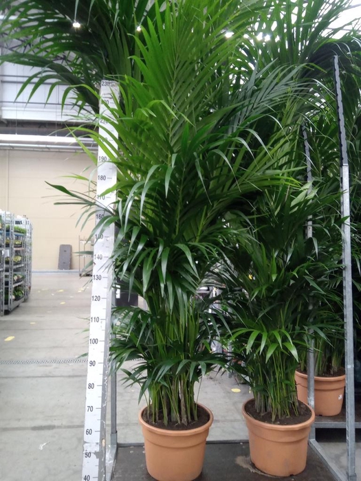 <h4>Howea forsteriana</h4>