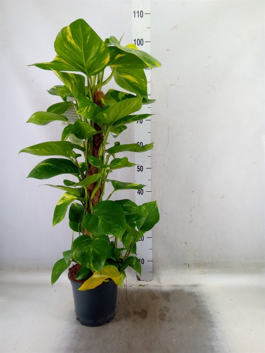 <h4>Epipremnum pinn.   ...moss stick</h4>