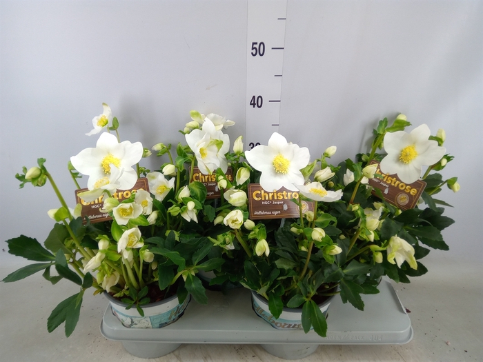 <h4>Helleborus niger 'Jasper'</h4>