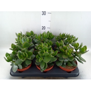 Crassula  'Hulk'
