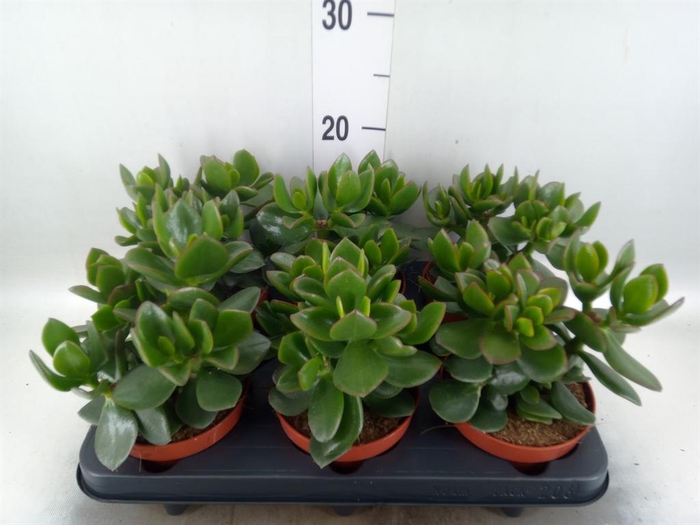 <h4>Crassula  'Hulk'</h4>