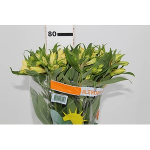 ALSTROEMERIA MELLOW YELLOW 080 CM