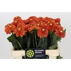 Dahlia Orange Fox