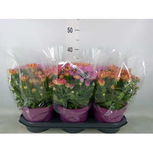 Chrysanthemum  'Sollinea'