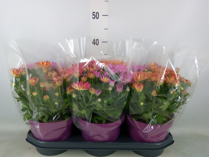 <h4>Chrysanthemum  'Sollinea'</h4>