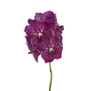 Vanda Nitaya Ruby Love