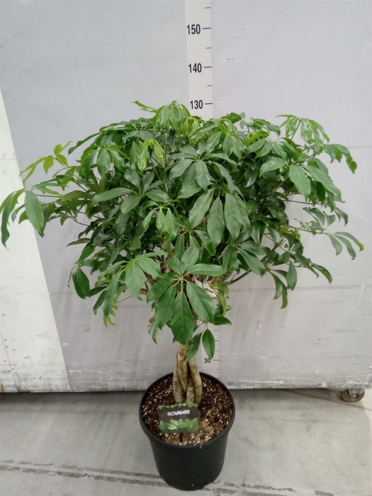 <h4>Schefflera arbor. 'Compacta'</h4>