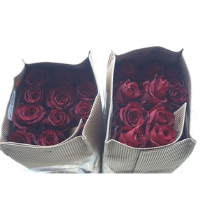 R Gr Eq Explorer 90cm