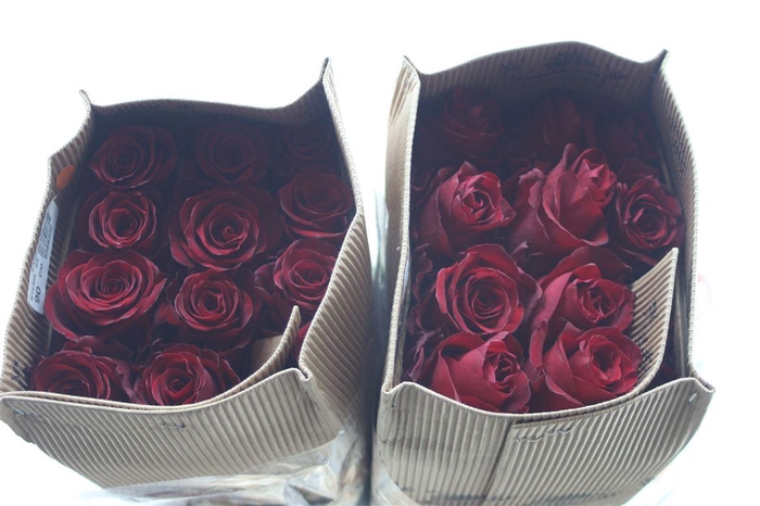 <h4>R Gr Eq Explorer 90cm</h4>