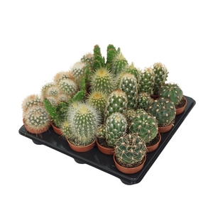 Cactus mini