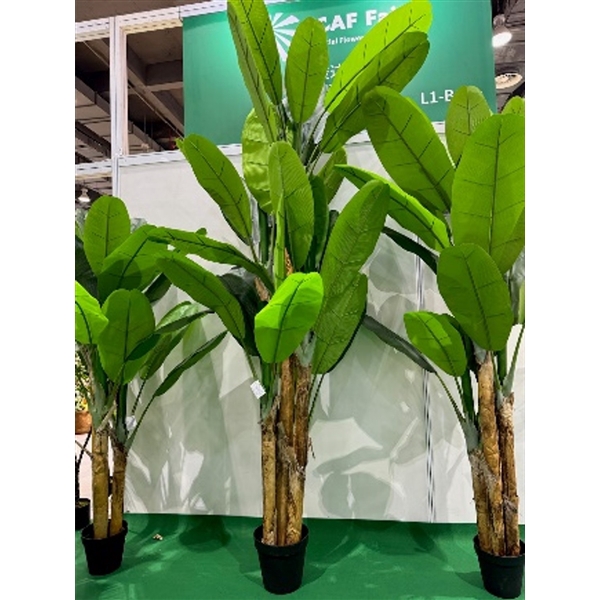 <h4>Plant Musa 300cm in pot green</h4>