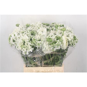 Ran Pon-pon Igloo White Ex