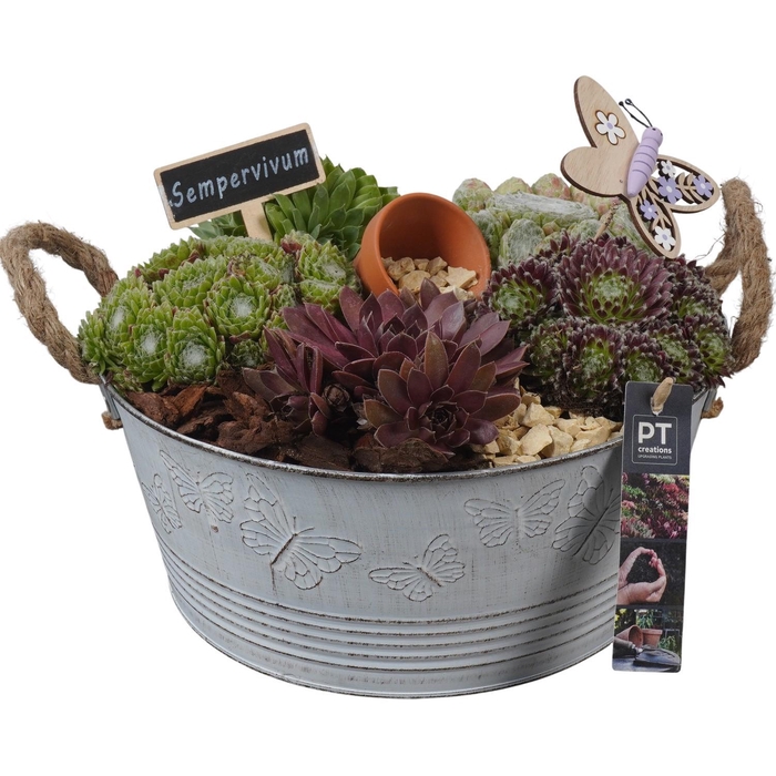 <h4>PTS7306 Arrangement Sempervivum in metalen pot</h4>