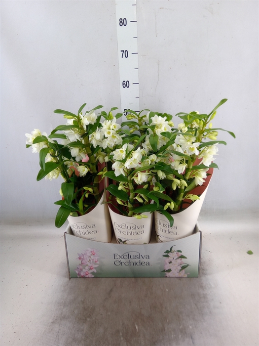 <h4>Dendrobium nob. 'StarCla Apollon'</h4>