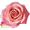 R Gr Hermosa+ Pink 60cm EC