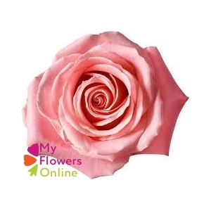 R Gr Hermosa+ Pink 60cm EC