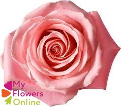 <h4>R Gr Hermosa+ Pink 60cm EC</h4>